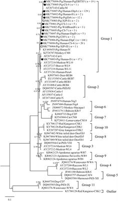 Genotyping and Zoonotic Potential of Enterocytozoon bieneusi in Pigs in Xinjiang, China